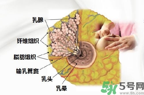 乳汁是怎樣形成的？怎樣才能讓乳汁更多？