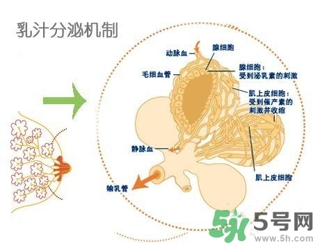 乳汁是怎樣形成的？怎樣才能讓乳汁更多？