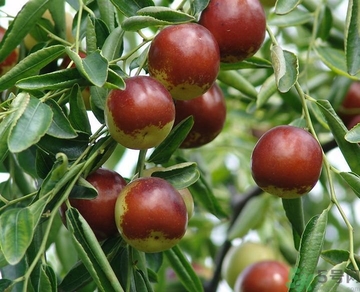 冬棗的熱量高嗎？冬棗的做法