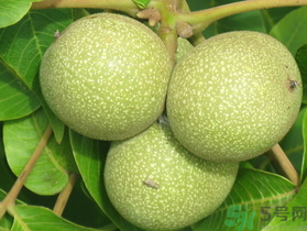 孕婦可以吃新鮮核桃嗎？新鮮核桃孕婦能吃嗎？