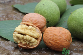 孕婦可以吃新鮮核桃嗎？新鮮核桃孕婦能吃嗎？