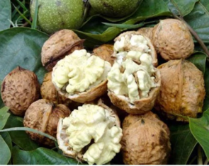 生核桃怎么保存？生核桃怎么保存最好？