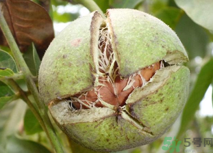 鮮核桃放冷藏還是冷凍？鮮核桃怎么保鮮？