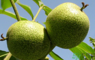 青皮核桃怎么去皮？青皮核桃怎么去皮快？