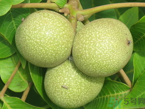 青皮核桃怎么去皮？青皮核桃怎么去皮快？