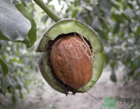 濕核桃怎么保存？濕核桃怎么保存最好？