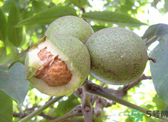 新鮮核桃吃多了會怎么樣？新鮮核桃吃多了會上火嗎？