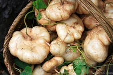 孕婦可以吃涼暑嗎？坐月子能吃涼暑嗎？