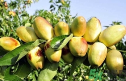 青棗吃多了會(huì)上火嗎?吃青棗上火怎么辦 青棗吃多了會(huì)上火嗎?吃青棗上火怎么辦