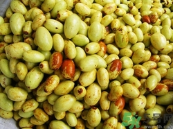 青棗吃多了會(huì)上火嗎?吃青棗上火怎么辦 青棗吃多了會(huì)上火嗎?吃青棗上火怎么辦