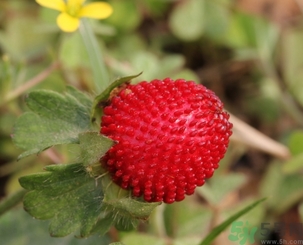 蛇莓能吃嗎？蛇莓的功效作用