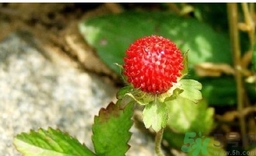 蛇莓能吃嗎？蛇莓的功效作用