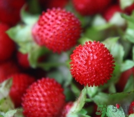 蛇莓能吃嗎？蛇莓的功效作用