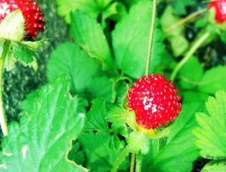 蛇莓能吃嗎？蛇莓的功效作用