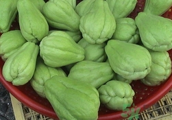 佛手瓜可以生吃嗎?佛手瓜能生吃嗎? 佛手瓜可以生吃嗎?佛手瓜能生吃嗎?