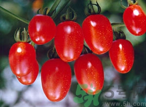 櫻桃番茄的功效與作用 櫻桃番茄的營養(yǎng)價值 櫻桃番茄的功效與作用 櫻桃番茄的營養(yǎng)價值