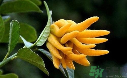 佛手果孕婦可以吃嗎？佛手果的功效與作用