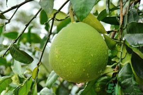 柚子沒熟能吃嗎？柚子沒熟怎么放熟？