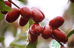 鮮棗是熱性還是涼性？鮮棗是寒性的嗎？