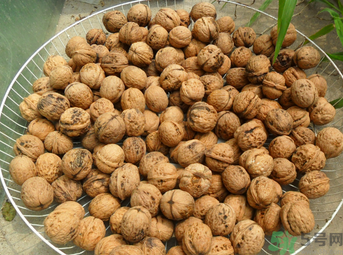 核桃長毛了還能吃嗎？核桃長毛了怎么辦？