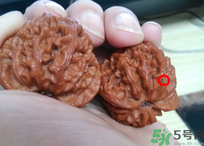 核桃長(zhǎng)蟲(chóng)了還能吃嗎？核桃長(zhǎng)蟲(chóng)子怎么處理？