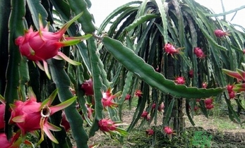 仙人掌果怎么吃？仙人掌果的功效和作用