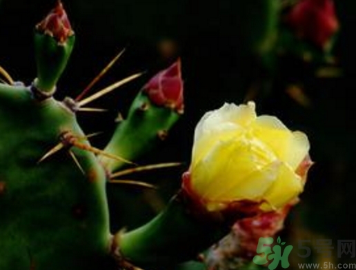 仙人掌果怎么吃？仙人掌果的功效和作用