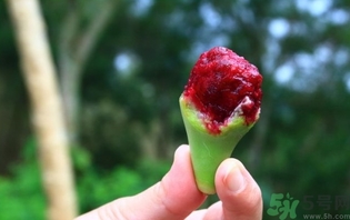 仙人掌果怎么吃？仙人掌果的功效和作用