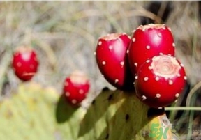 仙人掌果怎么吃？仙人掌果的功效和作用