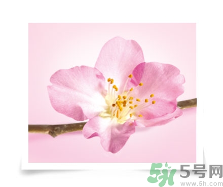 淳萃水舞櫻花洗發(fā)水好用嗎？淳萃水舞櫻花洗發(fā)水多少錢(qián)？