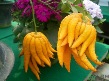 佛手果孕婦可以吃嗎？佛手果的功效與作用