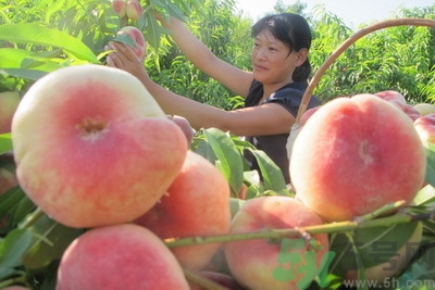 蟠桃孕婦可以吃嗎？蟠桃和水蜜桃的區(qū)別