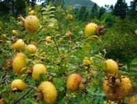 孕婦能吃刺梨嗎？刺梨的功效與作用