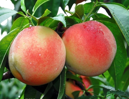 蟠桃孕婦可以吃嗎？蟠桃和水蜜桃的區(qū)別