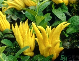 佛手果孕婦可以吃嗎？佛手果的功效與作用