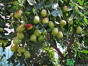 冬棗怎么洗才干凈？冬棗如何清洗？