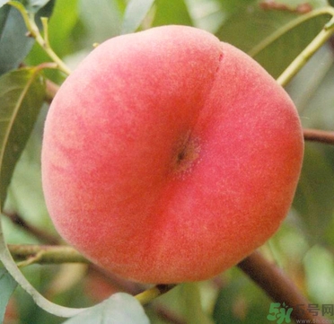 蟠桃孕婦可以吃嗎？蟠桃和水蜜桃的區(qū)別