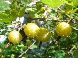 孕婦能吃刺梨嗎？刺梨的功效與作用