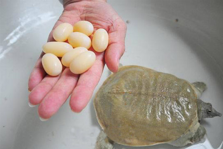 小孩能吃甲魚嗎？小孩能吃甲魚蛋嗎？