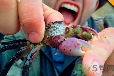 被螃蟹咬了要打破傷風(fēng)針嗎？被螃蟹夾了怎么辦？