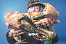 被螃蟹咬了要打破傷風(fēng)針嗎？被螃蟹夾了怎么辦？