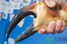 被螃蟹咬了要打破傷風(fēng)針嗎？被螃蟹夾了怎么辦？