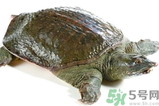 被甲魚咬了要打破傷風嗎？被甲魚咬了怎么辦？