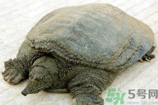 被甲魚咬了要打破傷風嗎？被甲魚咬了怎么辦？