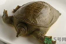 被甲魚咬了要打破傷風嗎？被甲魚咬了怎么辦？