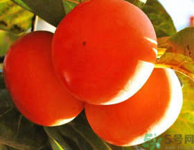 脆柿子不能跟什么一起吃？甜柿子不能跟什么一起吃？