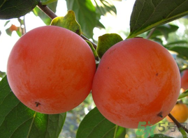 脆柿子不能跟什么一起吃？甜柿子不能跟什么一起吃？