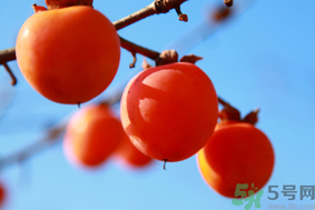 柿子一天最多吃幾個？柿子一次能吃幾個？