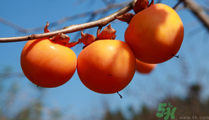 柿子一天最多吃幾個？柿子一次能吃幾個？