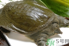 甲魚怎么吃最有營(yíng)養(yǎng)？甲魚怎么吃最補(bǔ)身體？